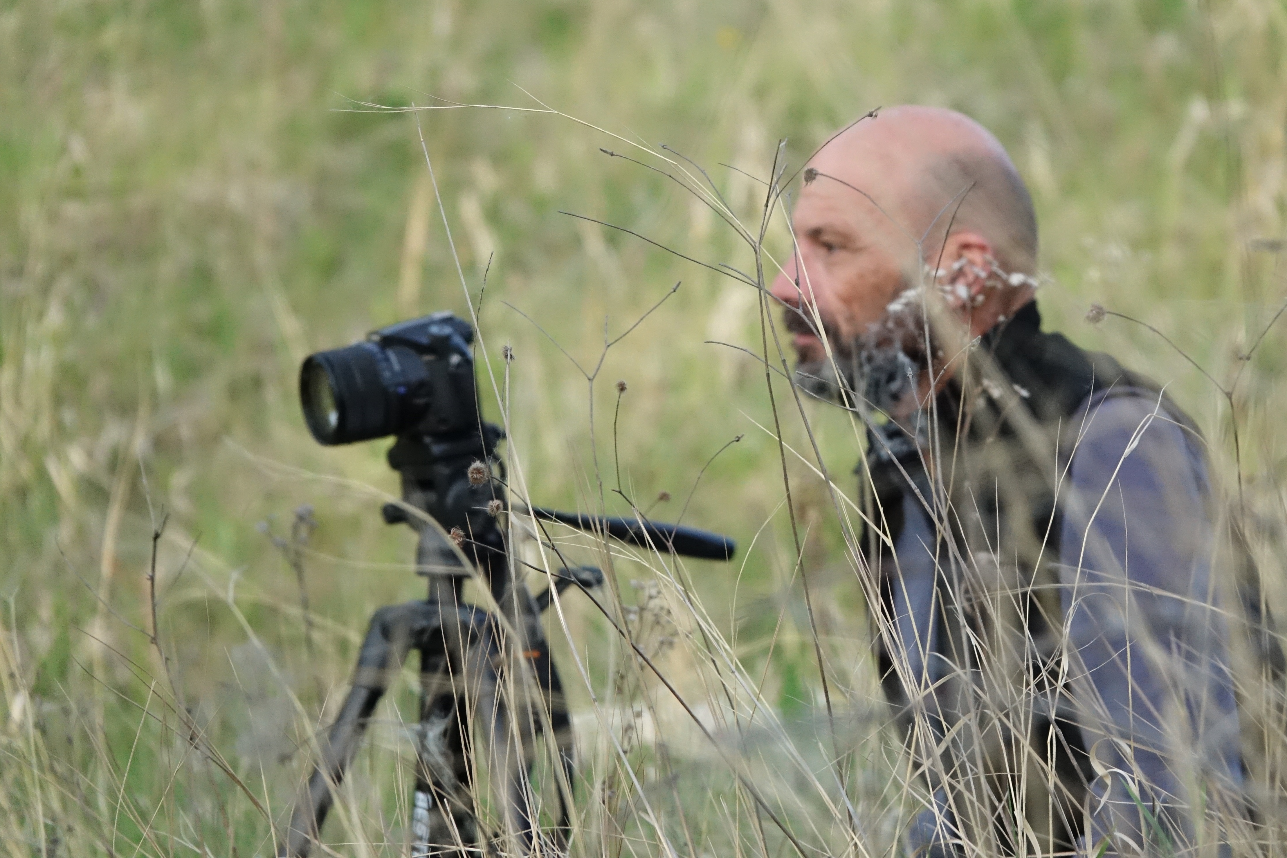 Photographe animalier observant les ours dans les herbes